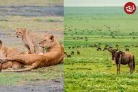 (ویدئو) وقتی شیر‌ها از ذوق زدگی شکار‌ها دست و پای شان را گم می‌کنند!