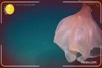 ویدئو/ رقص اختاپوس غول‌پیکر در عمق ۱۶۰۰ متری