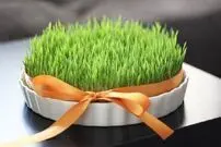 (اینفوگرافیک) بهترین زمان برای کاشت سبزه عید؛ چگونه سبزه عید بکاریم؟