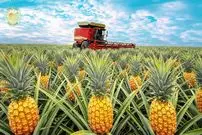 ببینید| چگونه مالزیایی ها میلیون ها آناناس را برداشت و فرآوری می کنند؟
