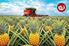 ببینید| چگونه مالزیایی ها میلیون ها آناناس را برداشت و فرآوری می کنند؟