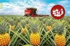 ببینید| چگونه مالزیایی ها میلیون ها آناناس را برداشت و فرآوری می کنند؟