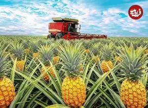 ببینید| چگونه مالزیایی ها میلیون ها آناناس را برداشت و فرآوری می کنند؟