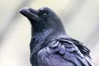 ببینید| کلاغ با بی‌رحمی یک پرنده را زجرکش کرد