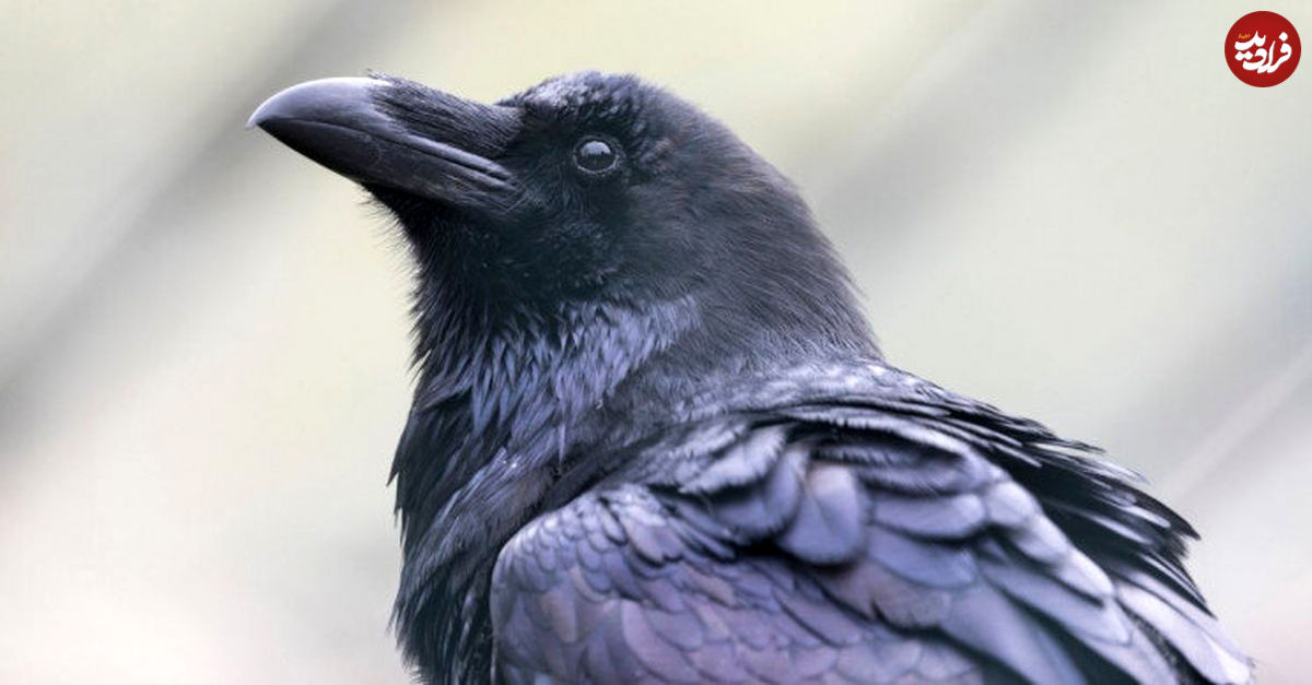 ببینید| کلاغ با بیرحمی یک پرنده را زجرکش کرد