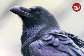 ببینید| کلاغ با بی‌رحمی یک پرنده را زجرکش کرد