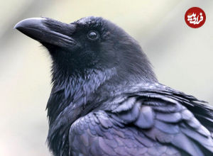 ببینید| کلاغ با بیرحمی یک پرنده را زجرکش کرد