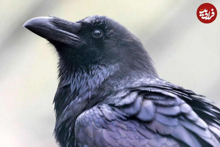 ببینید| کلاغ با بیرحمی یک پرنده را زجرکش کرد