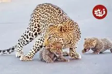 ببینید| وقتی پلنگ به توله هایش آموزش می دهد که چگونه از جاده عبور کنند!