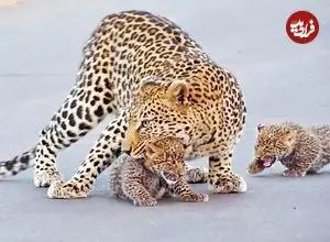 ببینید| وقتی پلنگ به توله هایش آموزش می دهد که چگونه از جاده عبور کنند!