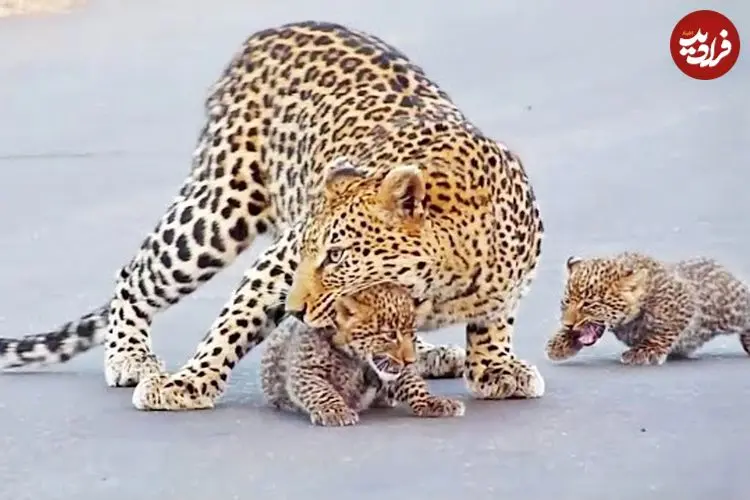 ببینید| وقتی پلنگ به توله هایش آموزش می دهد که چگونه از جاده عبور کنند!