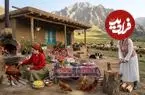 ببینید| غذای روستایی در ایران؛ پخت قابلی پلو محبوب افغان ها با مرغ در طبیعت گیلان