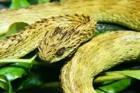 (عکس) از افعی کرگدن تا تاک آسیایی؛ با عجیب‌ترین مارهای دنیا آشنا شوید