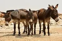 (ویدئو) گریه عجیب و ناراحت کننده الاغ‌ها برای مردن هم نوع شان