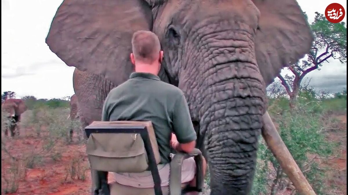 (ویدئو) برخورد نفس‌گیر بازدید کننده با یک فیل عظیم الجثه!