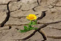 رفتار کشورهای مختلف در برابر شوک اقتصادی