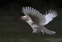 (ویدئو) پرواز باورنکردنی و طولانی یک مرغ!
