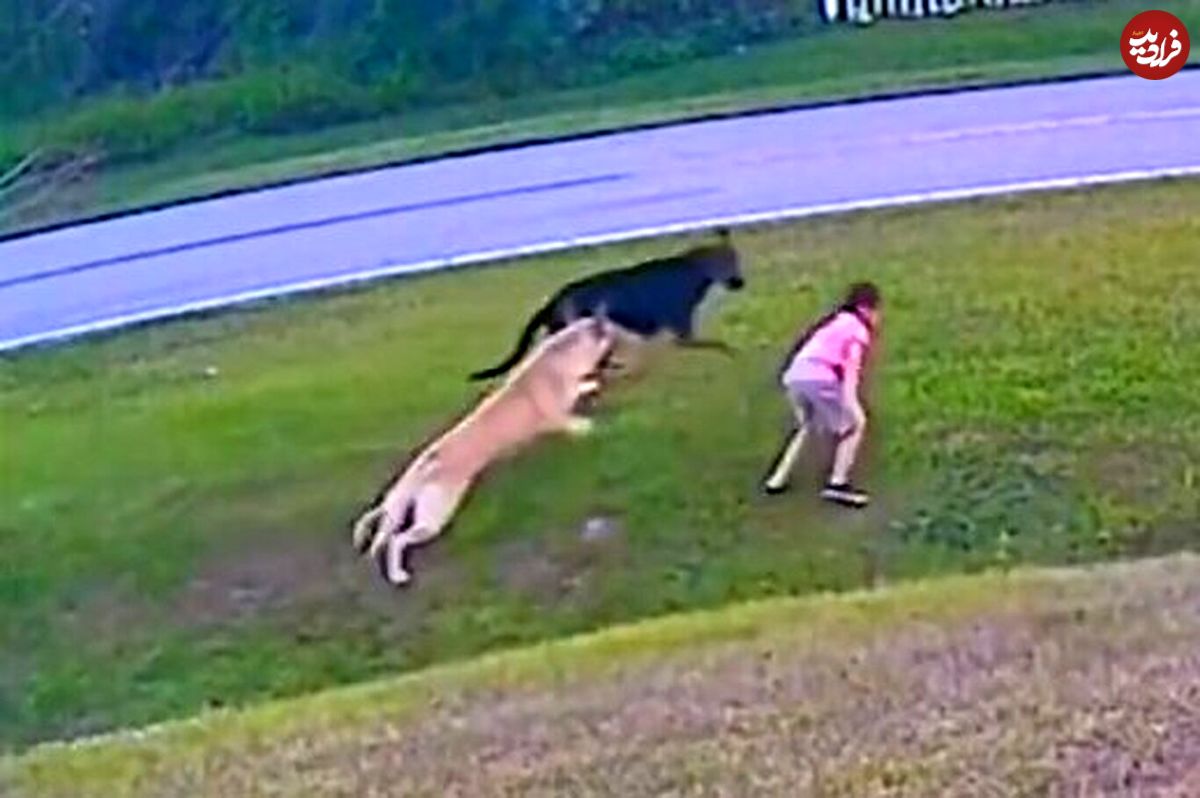 (ویدئو) دفاع جانانه سگ مدافع از دختر بچه در مقابل سگ وحشی