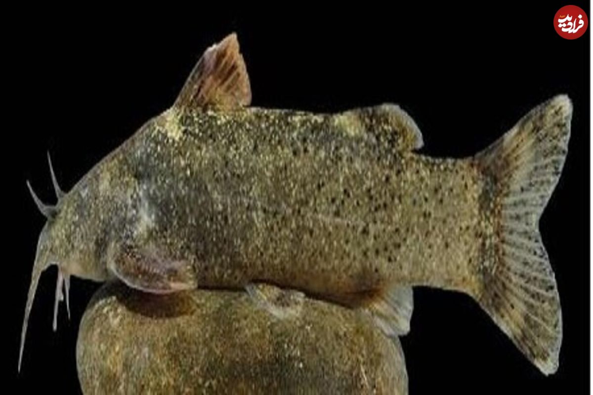 عکس/ ثبت جهانی گونه جدید ماهی به نام «علی دایی»