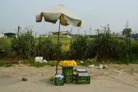 میوه‌های کنار جاده سرقتی است؟!