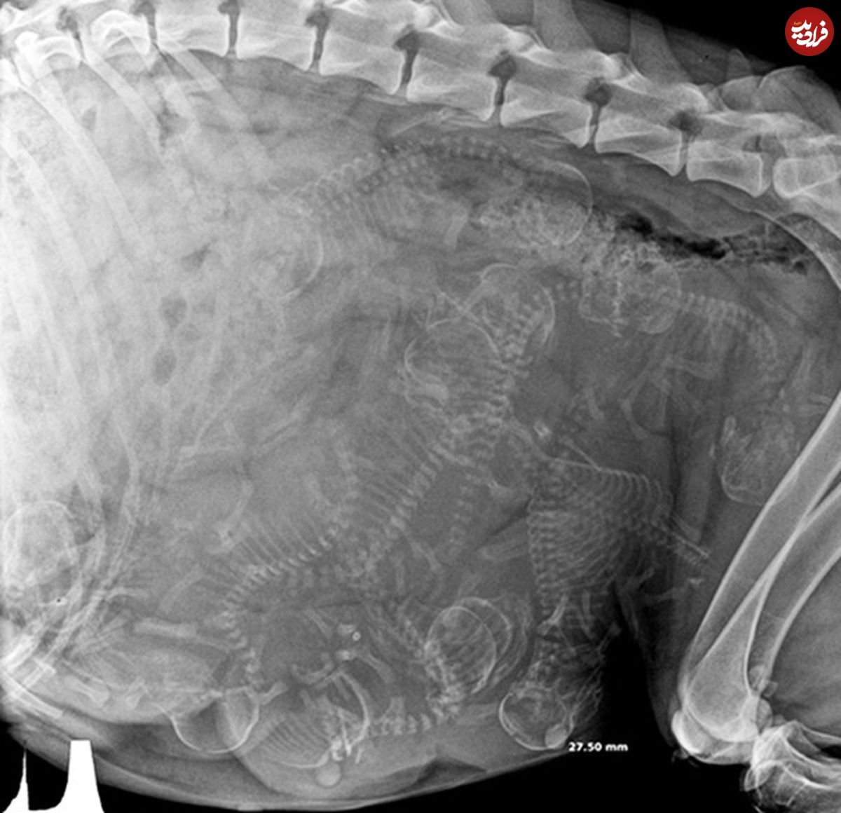 تصاویر/ تصاویر حیرت انگیز از بارداری حیوانات با اشعه ایکس