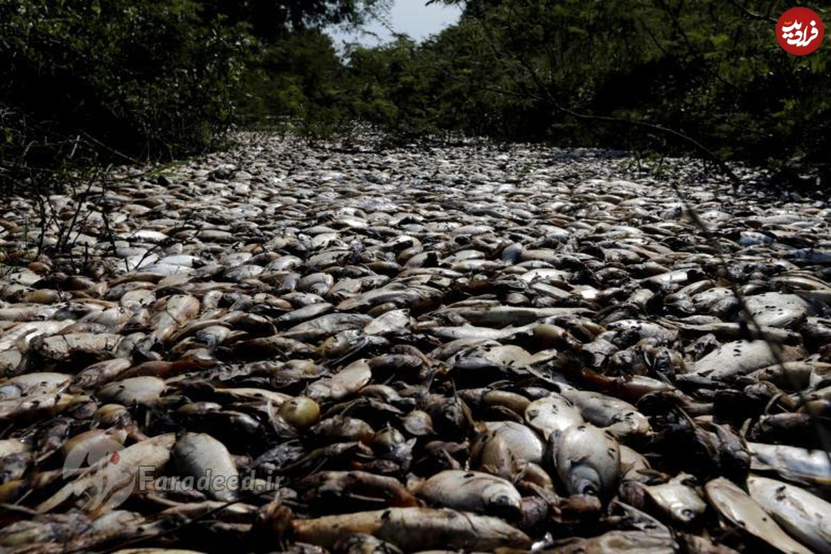 تصاویر/ مرگ هزاران ماهی در رودخانه پاراگوئه