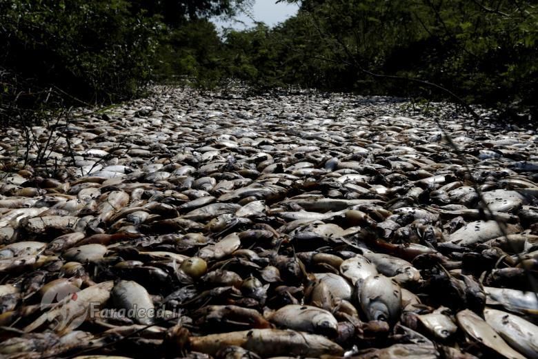 تصاویر/ مرگ هزاران ماهی در رودخانه پاراگوئه