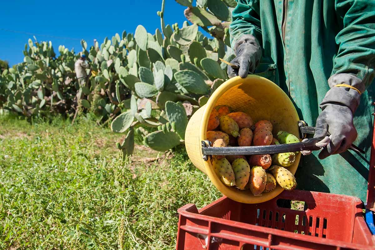 (ویدئو) فرآیند کشت، برداشت و بسته بندی صدها تن میوه کاکتوس در آمریکای جنوبی