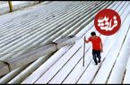 ببینید؛ مراحل دیدنی برداشت لاستیک از طبیعت و فرآوری آن در چین