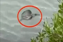 (عکس) غوطه‌ورشدن موجودی مرموز در آب