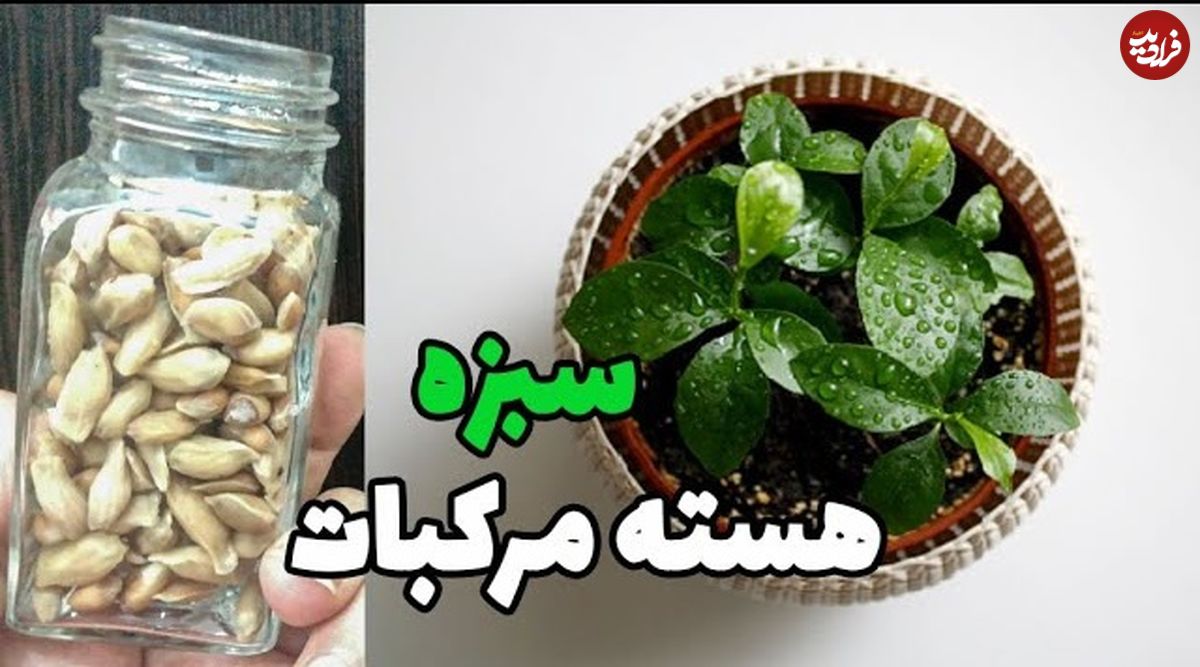 (ویدئو) نحوه سبز کردن «سبزه عید» با هسته نارنج 