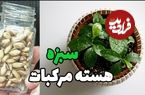 (ویدئو) نحوه سبز کردن «سبزه عید» با هسته نارنج 