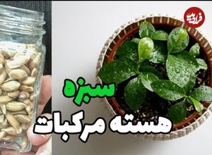 (ویدئو) نحوه سبز کردن «سبزه عید» با هسته نارنج 