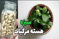 (ویدئو) نحوه سبز کردن «سبزه عید» با هسته نارنج 