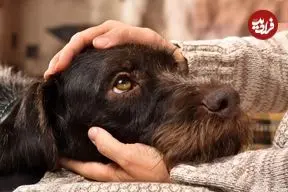 آیا حیوانات هم مشکلات سلامت روان را تجربه می‌کنند؟