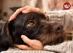 آیا حیوانات هم مشکلات سلامت روان را تجربه می‌کنند؟