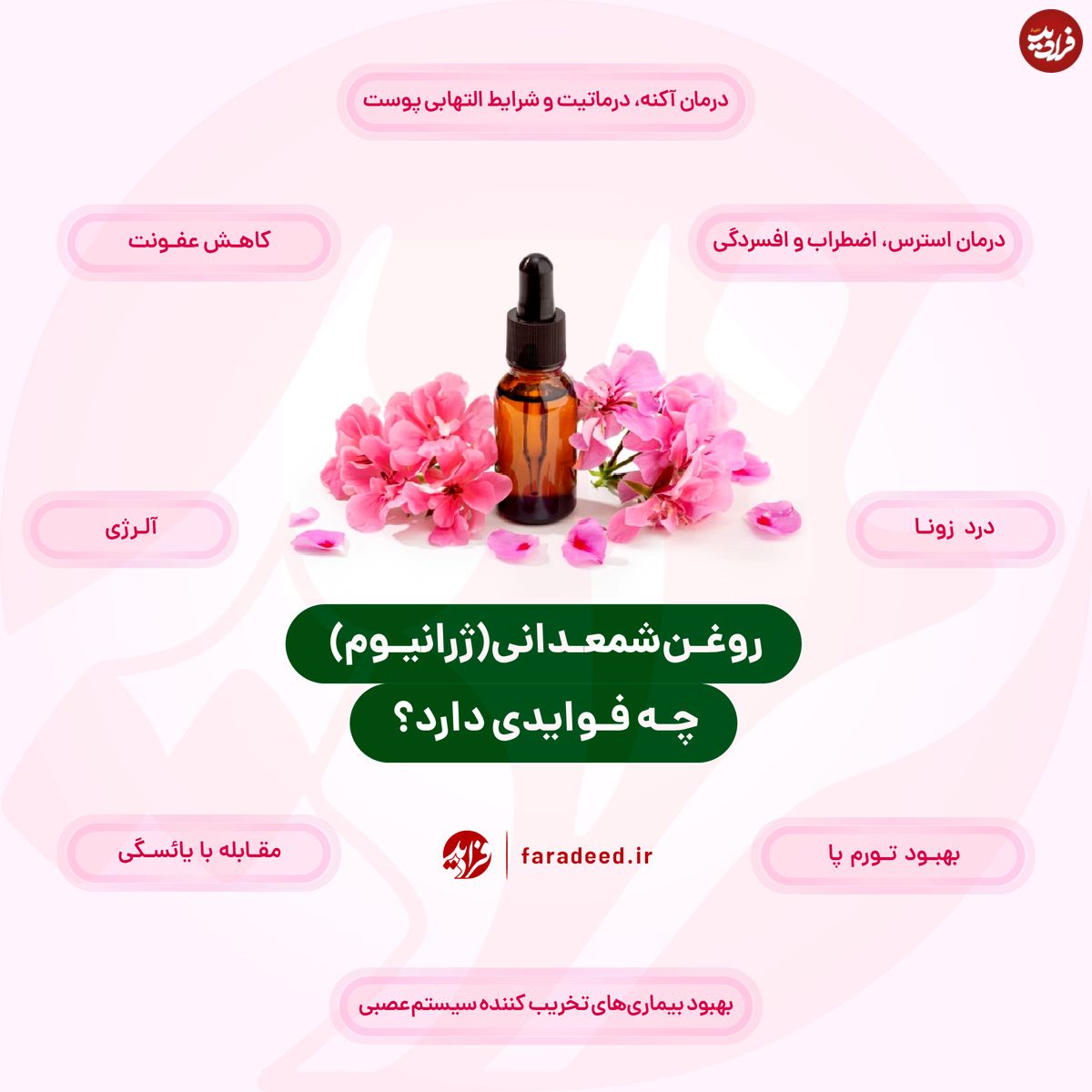 اینفوگرافی/ فواید روغن شمعدانی؛ از التهاب پوست تا درد زونا
