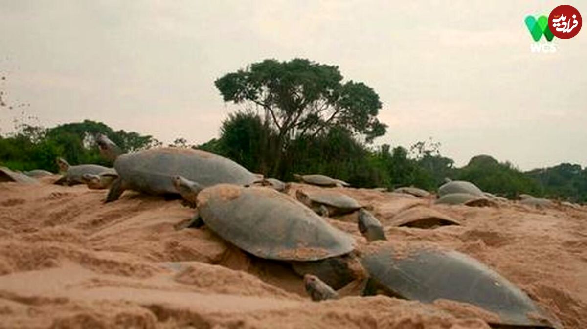 (ویدئو) نمایی شگفت‌انگیز از صد‌ها هزار بچه لاک‌پشت متولد شده در برزیل