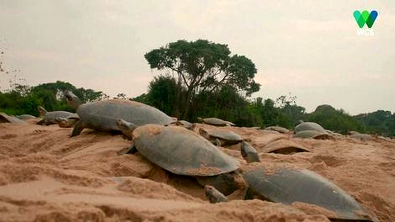 (ویدئو) نمایی شگفت‌انگیز از صد‌ها هزار بچه لاک‌پشت متولد شده در برزیل
