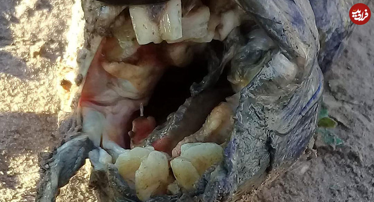 کشف موجودی عجیب با دندان‌هایی شبیه انسان
