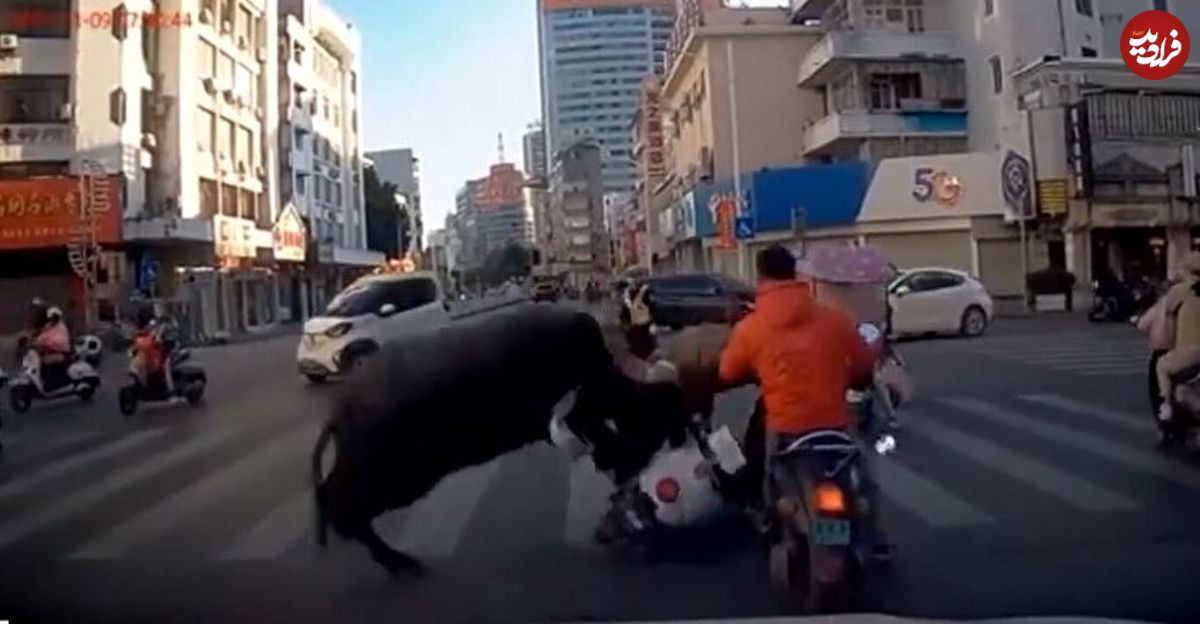 (ویدئو) حمله بی‌رحمانه گاو نر به زن موتورسوار