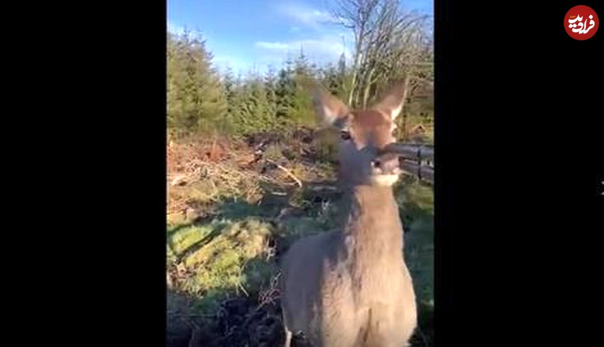 (ویدئو) وقتی شکارچی در دام شکار می‌افتد