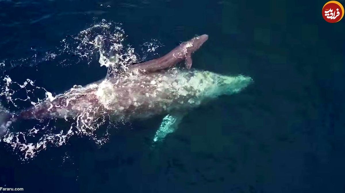 (ویدئو) شکار تصاویر زیبا و نادر از لحظه تولد نوزاد نهنگ!