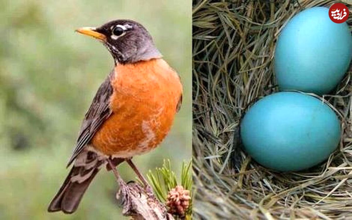 (عکس) ۱۰ پرنده‌ای که تخم آبی می‌گذارند!