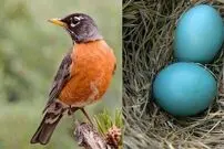(عکس) ۱۰ پرنده‌ای که تخم آبی می‌گذارند!
