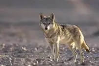 (ویدئو) صحنه نادر از رفاقت عجیب و غریب کایوت و راکون