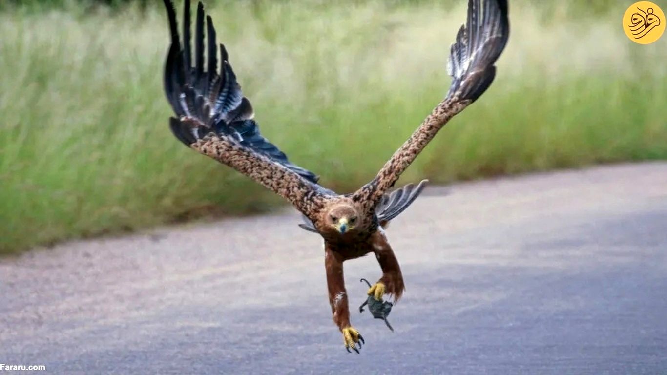 (تصاویر) عقاب یک آفتاب پرست نگون بخت را وسط جاده شکار کرد