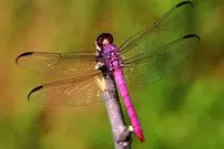 ببینید| 10 گونه از زیباترین و رنگارنگترین سنجاقک های دنیا