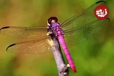 ببینید| 10 گونه از زیباترین و رنگارنگترین سنجاقک های دنیا