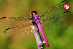 ببینید| 10 گونه از زیباترین و رنگارنگترین سنجاقک های دنیا